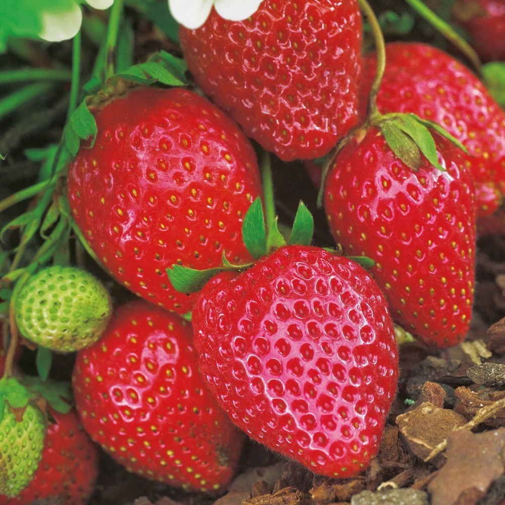 Земляника садовая ( клубника) ремонтантная ОСТАРА