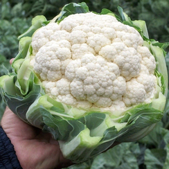 Уайтон F1 семена капусты цветной (Sakata / Саката)