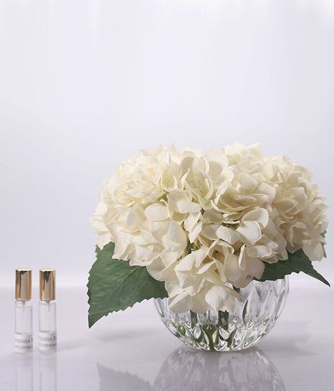 Гортензии цвета шампань, Cote Noire