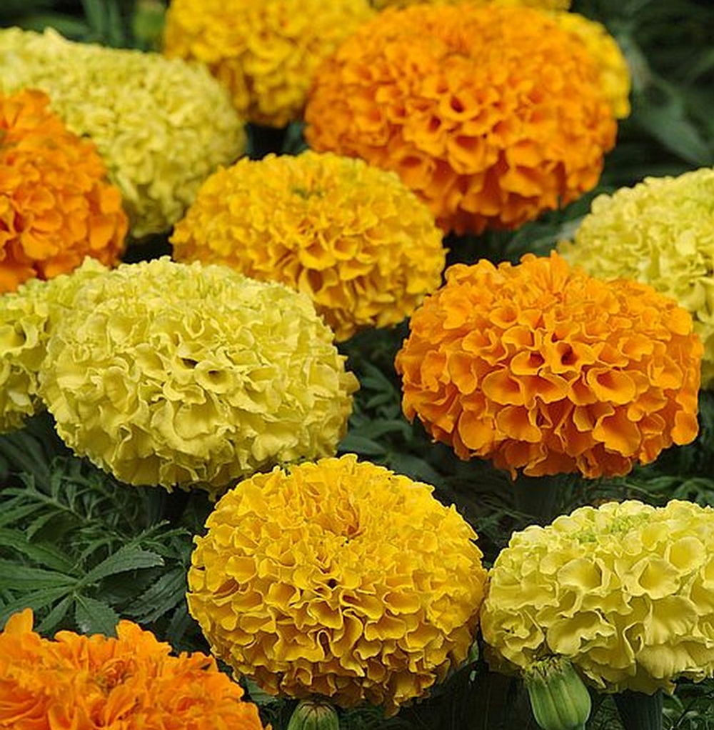 Бархатцы Тайшан Tagetes Taishan Mix
