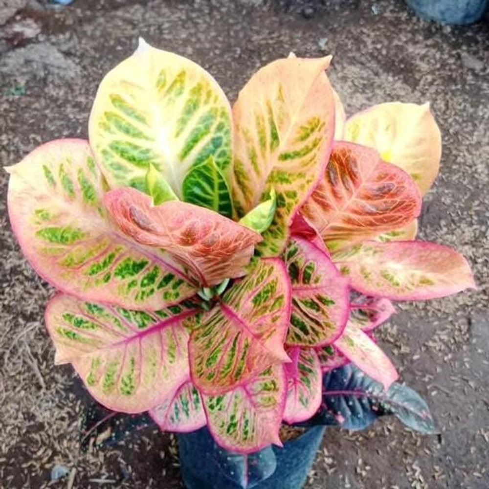 Кротон KERISPATIH