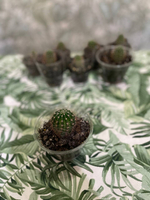 Эхинопсис гибридный Неприхотливый суперцветущий кактус! Ослепительные цветы размером с блюдце. Для самого занятого цветовода.Кактус Эхинопсис гибридный