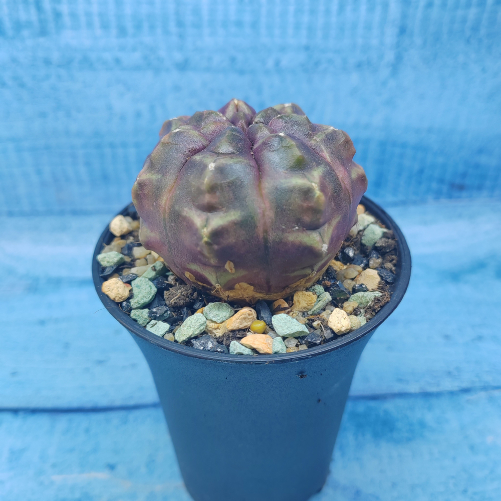 Gymnocalycium Daydream (Гимнокалициум)
