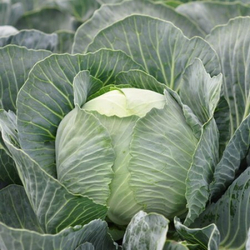 Капуста б/к Флексима F1 10шт ВитаГрин ЭКСТРА