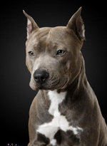 Мощный поводок для мускулистых собак, 25 мм , авиационный карабин, 3 м, зеленая олива теснение под кожу