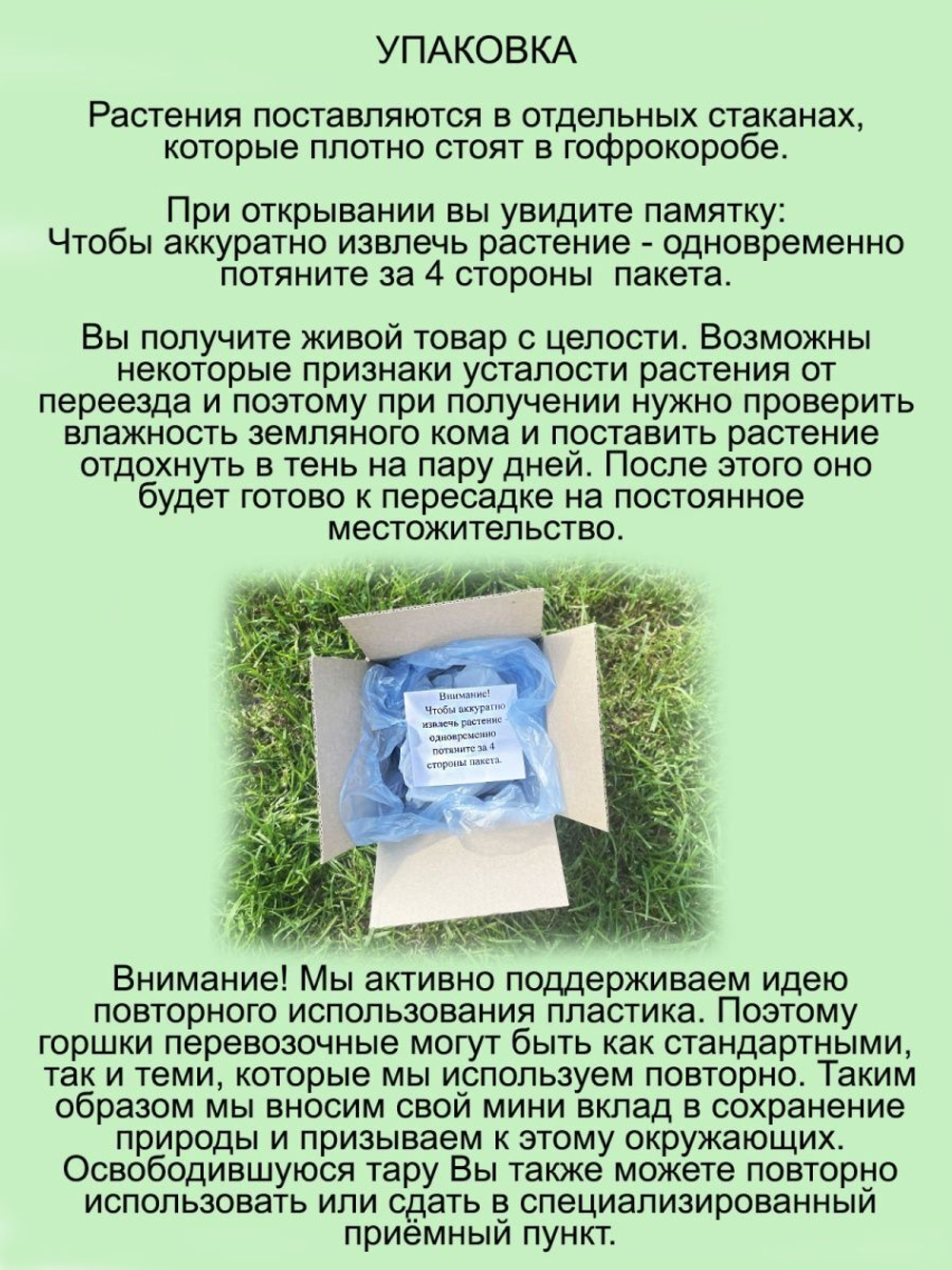 Пестролистный девичий виноград.