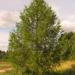Лиственница сибирская (ком) 400-450