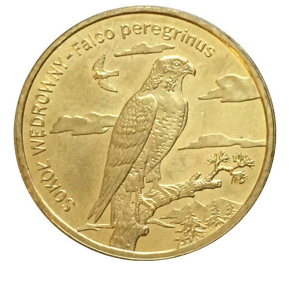 Польша Сапсан животный мир 2008