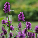 Чистец "Hummelo". Stachys officinalis "Hummelo".