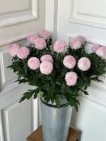 Хризантема одноголовая в розовом оттенке