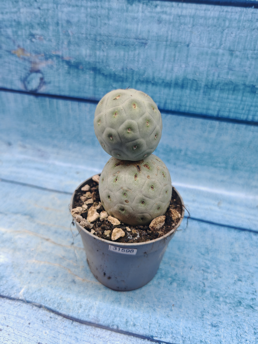 Tephrocactus Geometricus (Тефрокактус)