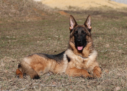 СУЛТАН Из Поместья Боговик - 30.03.2024 д.р.