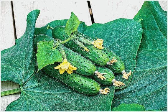 СПИНО F1 семена огурца партенокарпического (Syngenta) цена