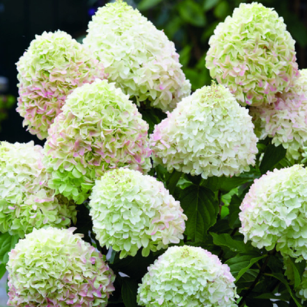 Саммер Лав (Summer Love) С3