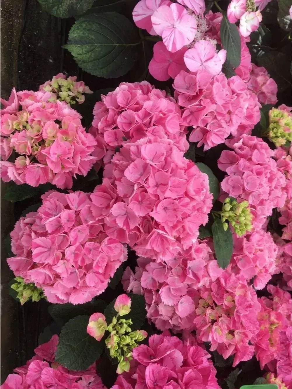 (05) Конфетти Дрим (Rendes-vous «Confetti Dream»)