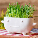 Набор для выращивания eco Буль