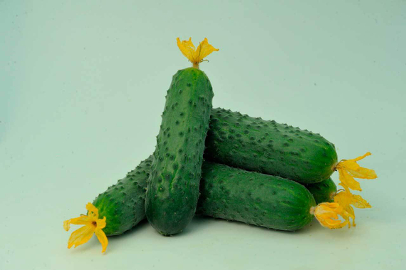 Киборг F1 семена огурца партенокарпического (Гавриш) – фото 4