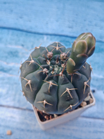 Gymnocalycium Quehlianum (Гимнокалициум)