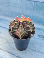Gymnocalycium Variegata (Гимнокалициум Вариегатный)
