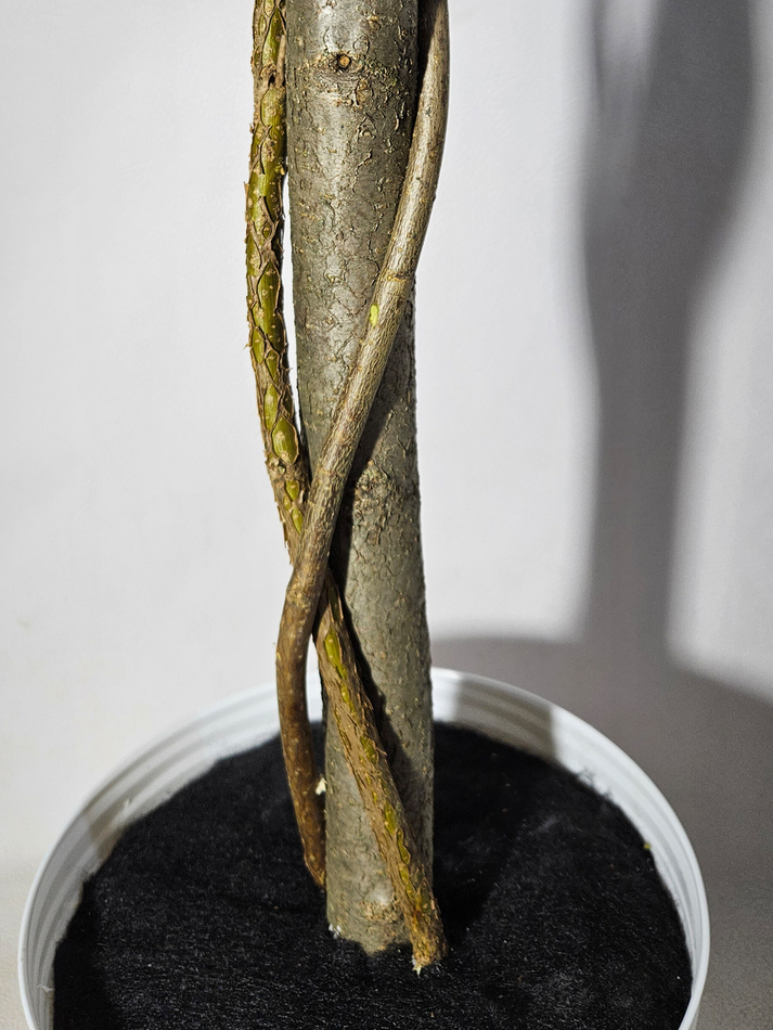 Искусственное дерево Акация лиловая 170 см в кашпо