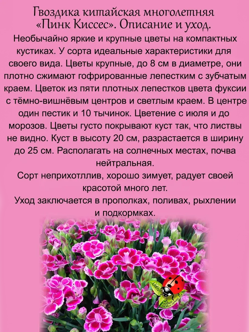 Гвоздика Пинк Киссес китайская многолетняя