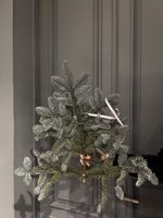 Нобилис - 1 ветка