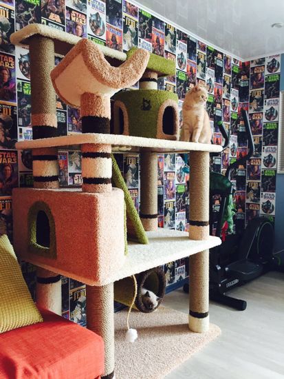 Комплекс для кошек ДВ-2