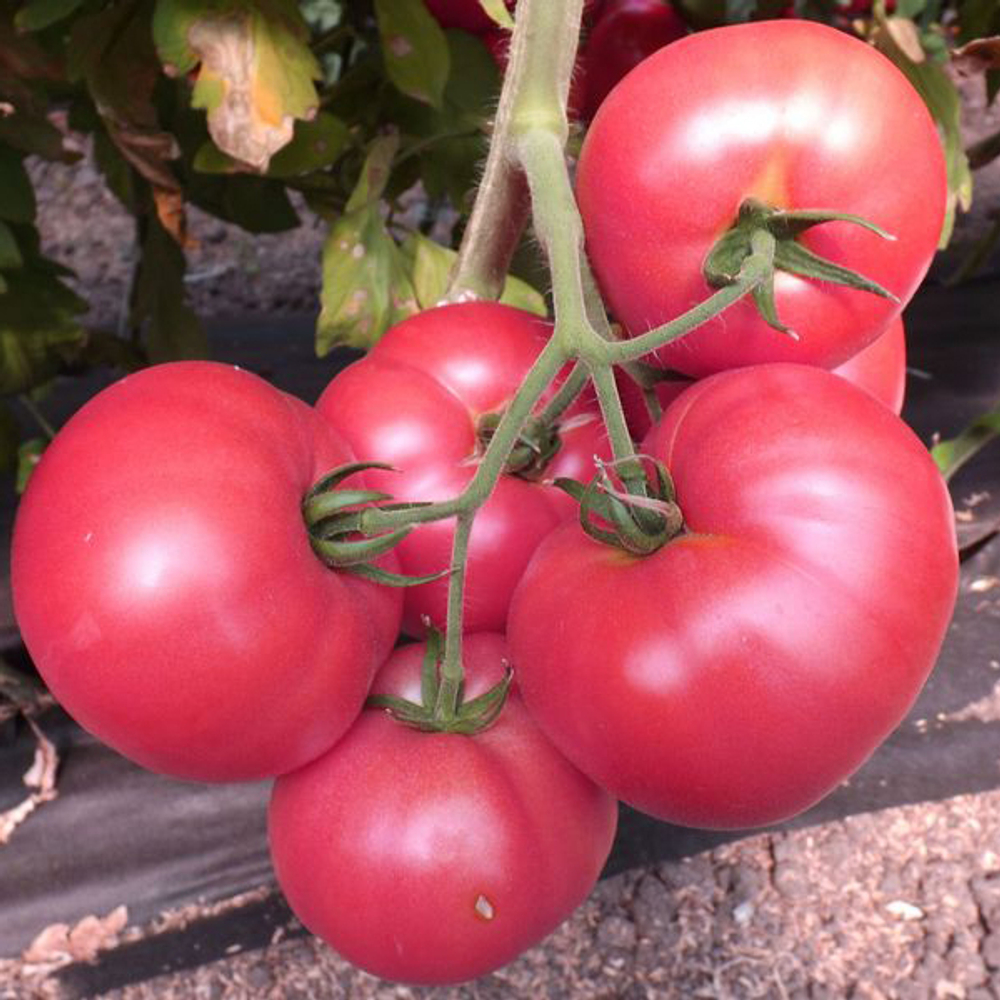 Томат Вермилион F1 (50шт) Витагрин Профи