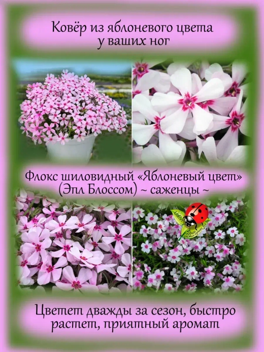 Флокс Яблоневый цвет шиловидный Эпл Блоссом