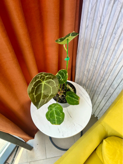 Антуриум Форгетти, D12см Н35см, 1шт, Urban Jungle