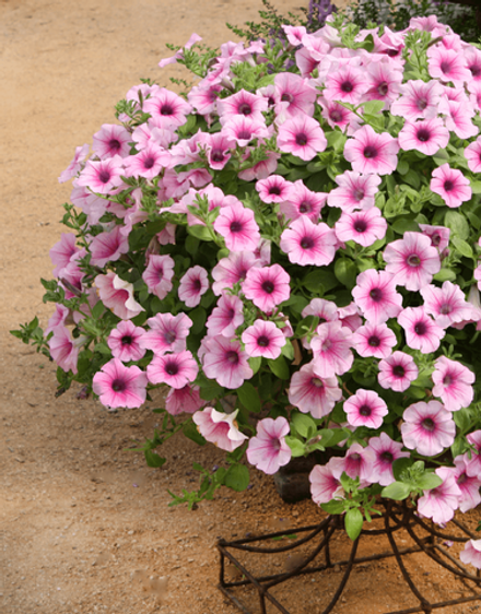 ЕВРО Петуния Surfinia Pink Vein укорененный черенок ОКС декабрь 25