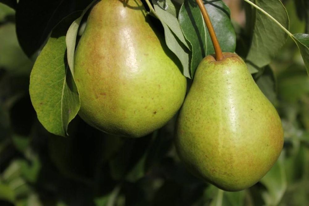 Груша Гера Груша Гера