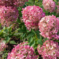 Гортензия метельчатая Пиксио (Hydrangea paniculata Pixio)