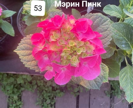 MARINE PINK/ МАРИНА ПИНК(РОЗОВЫЙ)  (Стандарт поставки Р9)2025г.