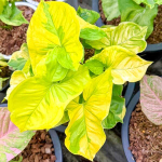 Сингониум SUPER GOLD