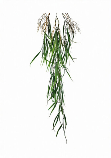 Ветка плакучей Ивы