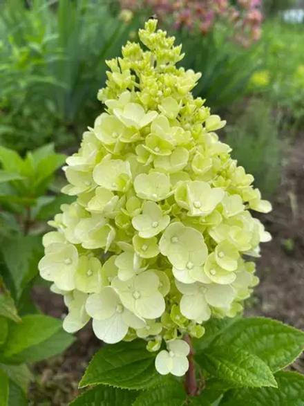 Гортензия метельчатая Пануччи (Hydrangea paniculata Panucci)
