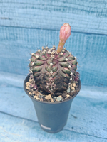 Gymnocalycium T-Rex Pink hybrid (Гимнокалициум T-rex)