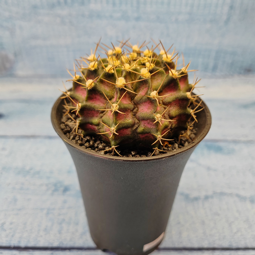 Gymnocalycium T-Rex Pink hybride (Гимнокалициум T-rex)