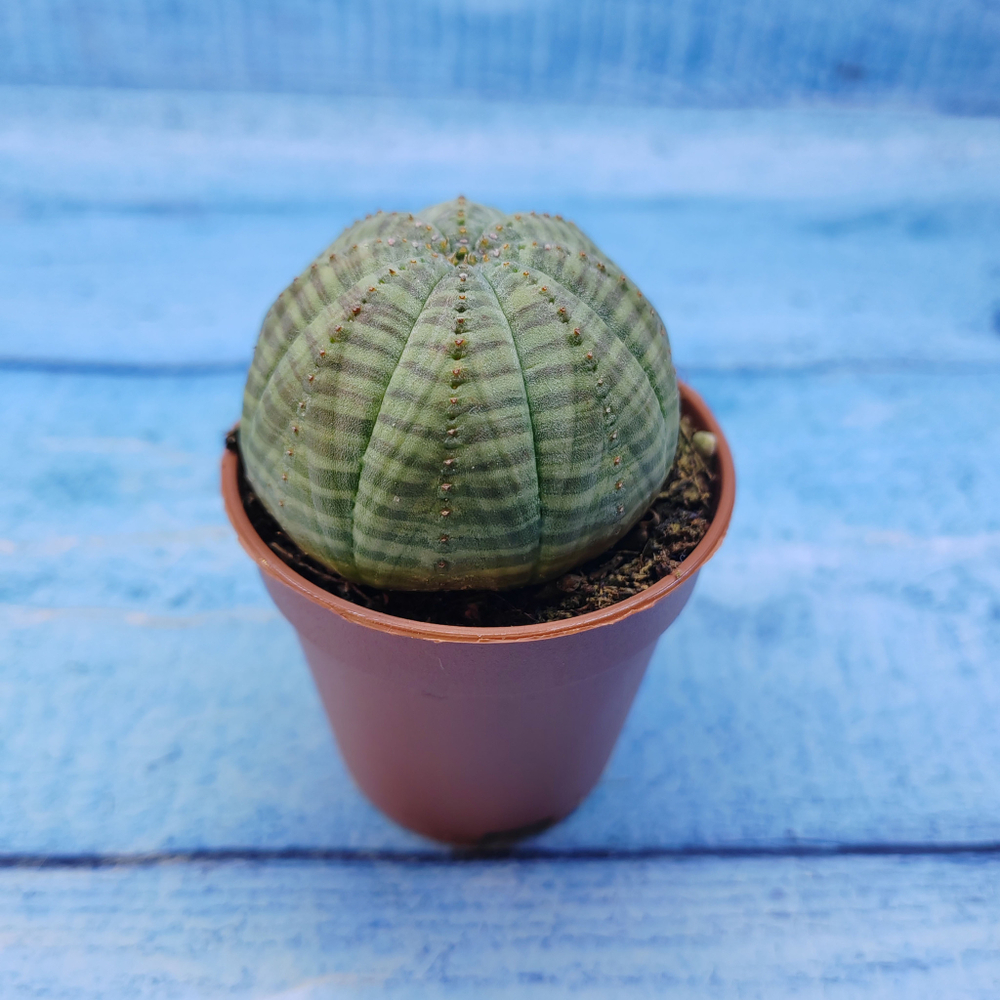 Euphorbia Obesa (Эуфорбия)