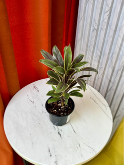 Кордилина, D9см Н30см, 1шт, Urban Jungle (2962)