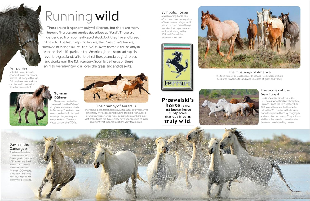 Horse (DK Eyewitness)