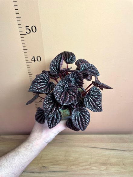 Пеперомия сморщенная Рэд Луна, D12см Н20см, Нидерланды