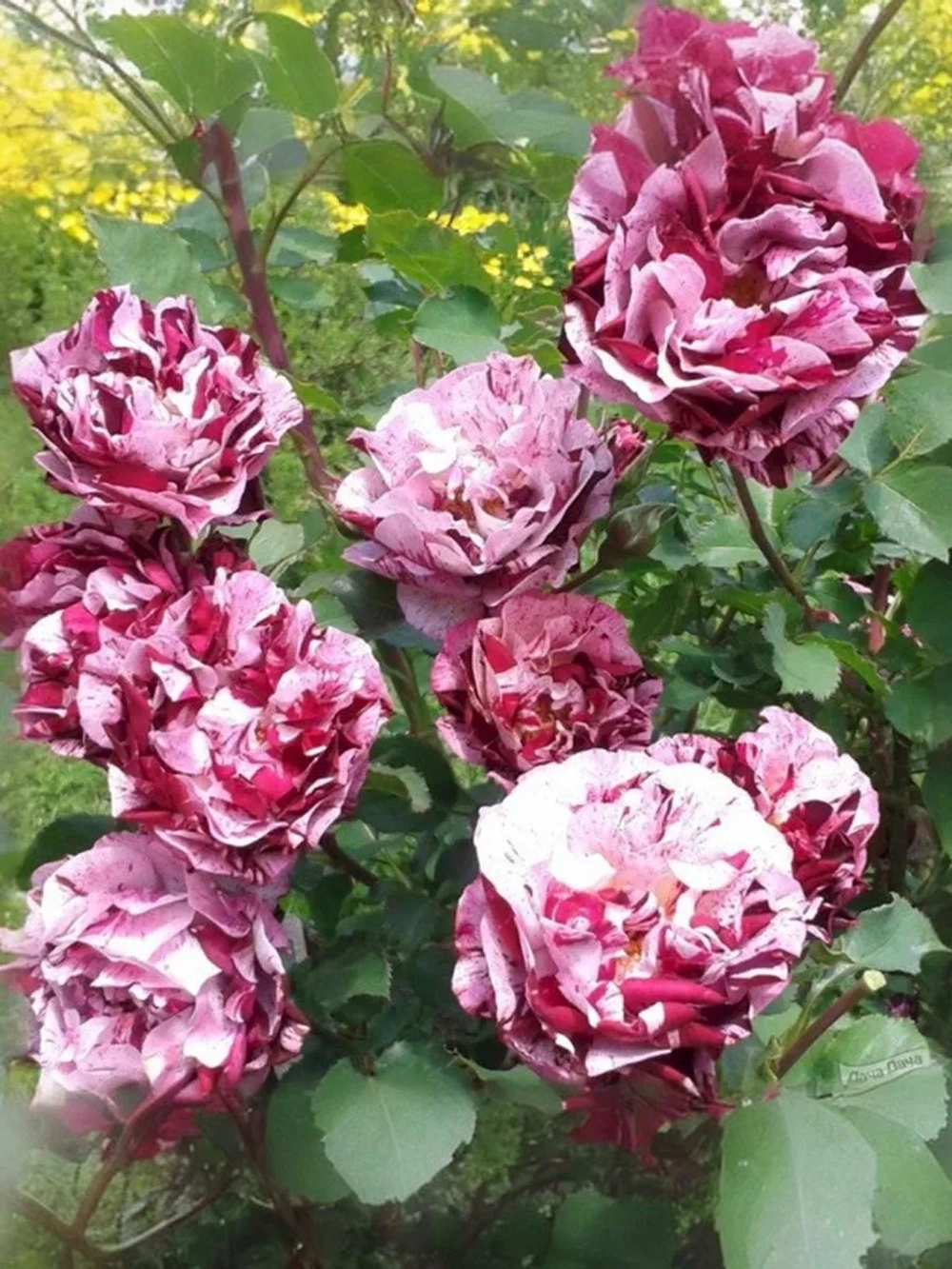 Роза флорибунда Нью Имэджин