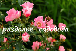 Роза Бинго Мейяндекор (горшок 5л)
