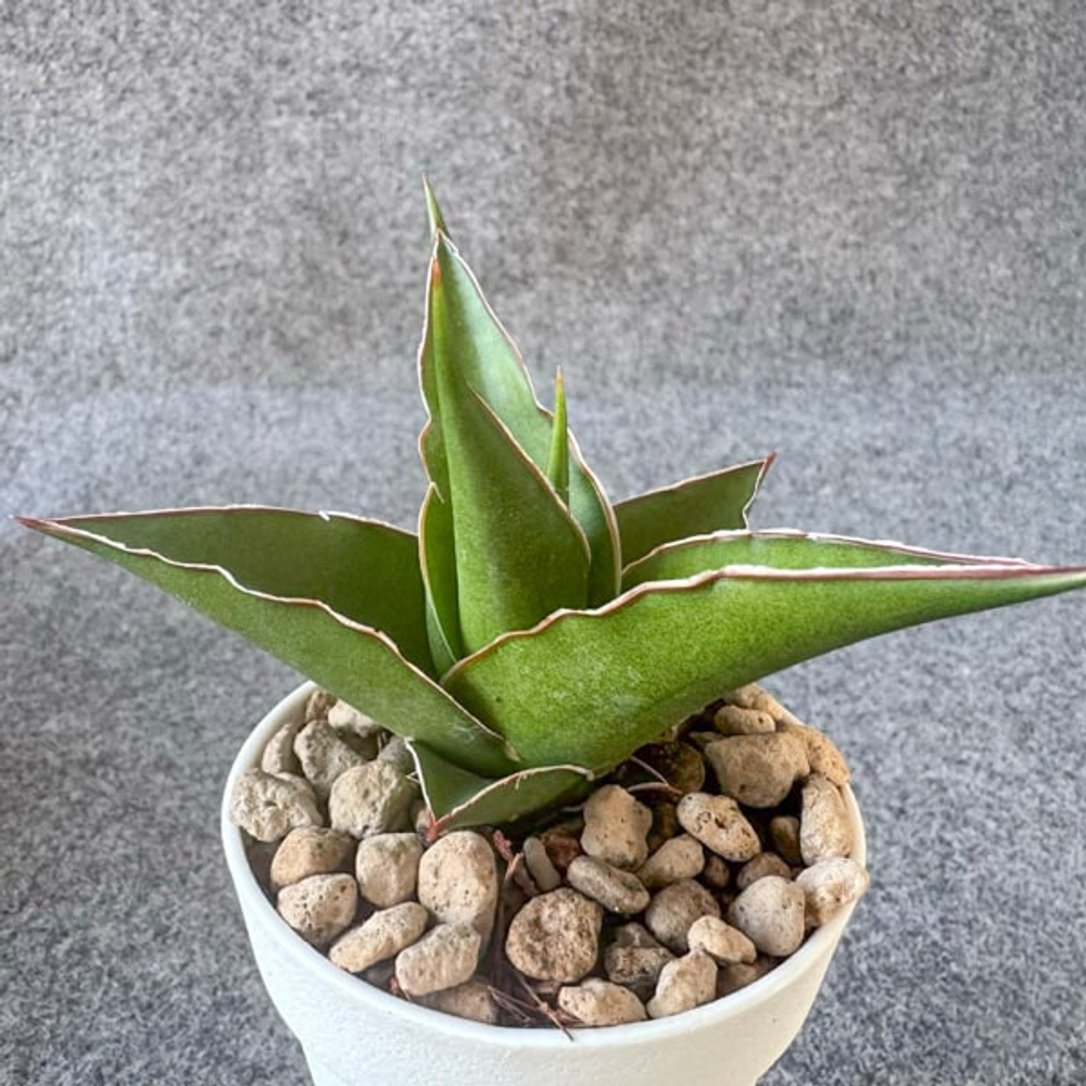 Сансевиерия TOWER BLUE