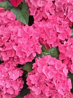 Гортензия крупнолистная Таблетензия Пинк Р9 Закупка М58 апрель2026