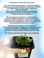 Молодило Блек Топ каменная роза черно зеленое