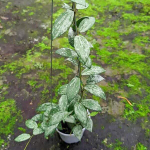 Хойя LACUNOSA SILVER LIME