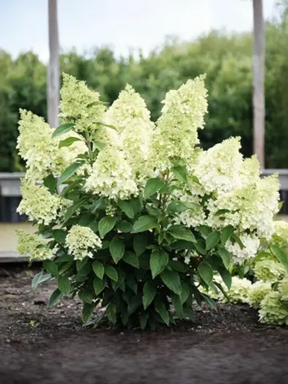 Гортензия метельчатая Мэджикал Маттерхорн